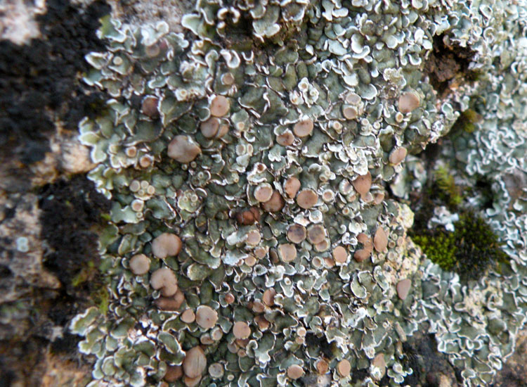 Lichene su roccia gessosa